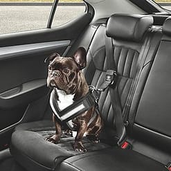 Cintura di sicurezza per cani